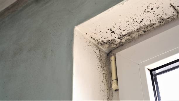 Best Industrial Mold Remediation  in Beverly, MA