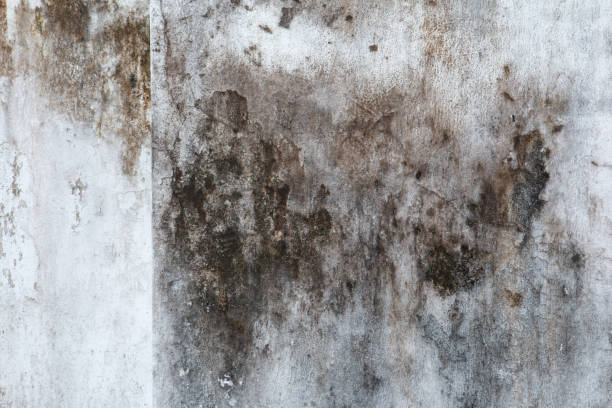 Best Mold Damage Restoration  in Beverly, MA
