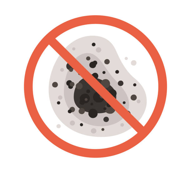 Best Black Mold Removal  in Beverly, MA