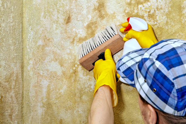 Best Residential Mold Inspection & Testing  in Beverly, MA