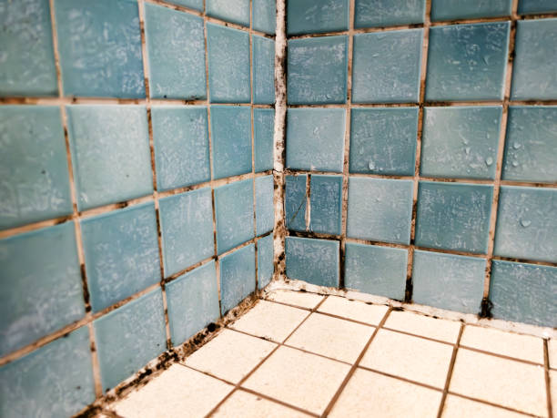 Best Mold Remediation for Healthcare Facilities  in Beverly, MA