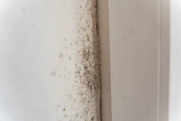 Best Mold Remediation for Healthcare Facilities  in Beverly, MA