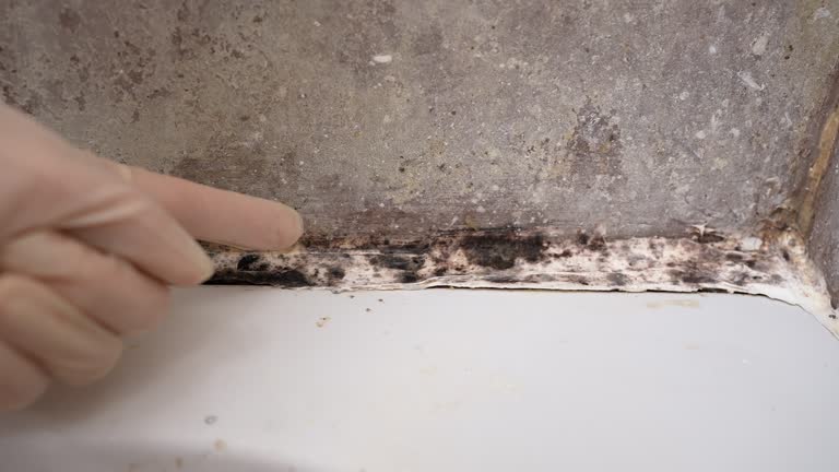 Best Commercial Mold Inspection  in Beverly, MA